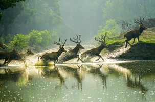 野溪雄姿
