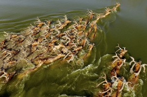 绿海神舟