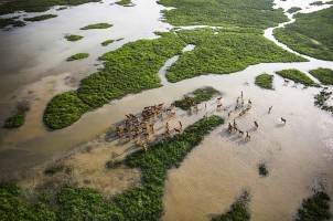 海涂仙境
