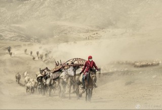 福建省-黄乐婷-牧归