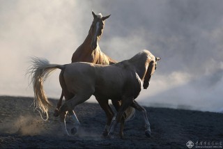 内蒙古自治区-闫淑珍-舞者