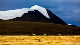 四川省-颜晓云-雪山下的精灵