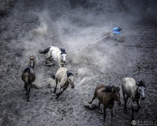 天津市-温建萍-套马