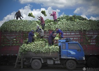 浙江省-张富德-丰收谣
