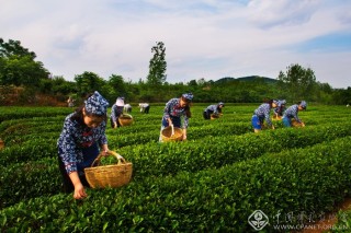 采茶姑娘上茶山 许蕴茹