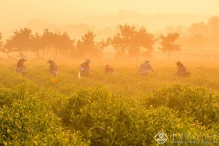 茶博园晨韵 赵恒波