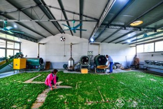 茶厂一角 张凤川