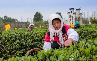 茶田春早 赵文政