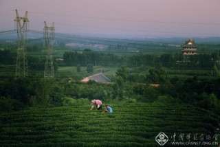 茶乡风光 王志平