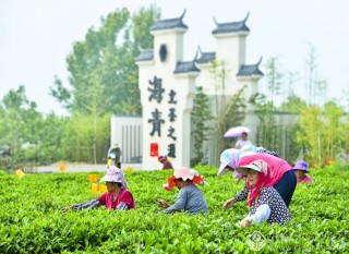 茶乡印象 张凤川