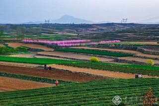 茶园春色 耿卫东