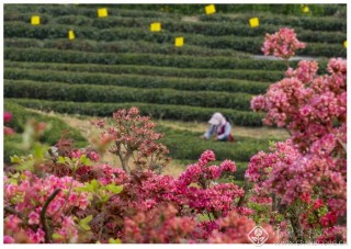 茶园春色 侯妍