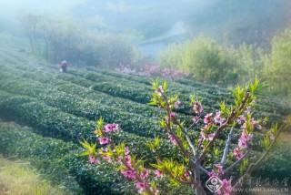 春入茶园 耿卫东