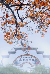 海青秋韵 柳艳春