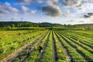 河西茶园 张鹏翼