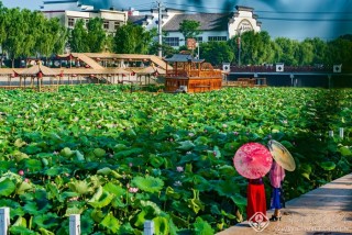 荷韵海青 宋旭光