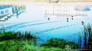 鸟嬉碧水 王金凤