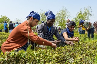 一带一路 留学生体验中国茶文化 韩洪烁