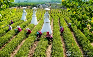 又到一年采茶季 王文胜