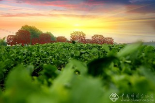 蒸蒸日上 陈为友