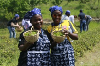 “一带一路”沿线国家留学生体验茶文化(组) 刘积舜