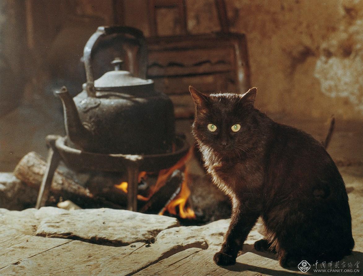 陈复礼作品2 黑猫（1981年拍摄于黄石寨守林人家）.jpg