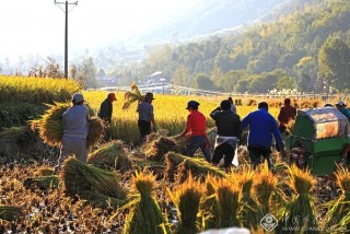 白玉超-陕西-打谷子