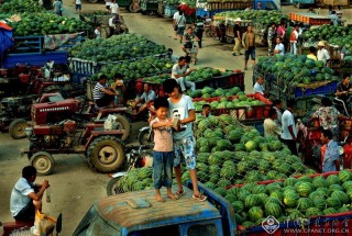 程少光-河南--再拍大丰收
