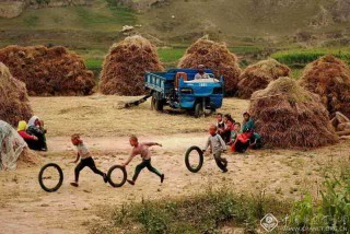 樊成都-陕西--夏收