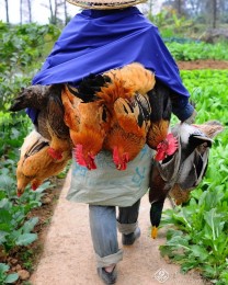 胡森荣-广东-赶集