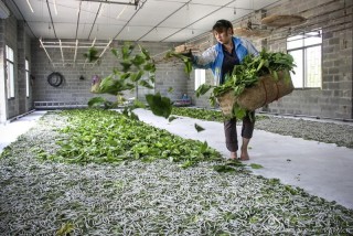 霍雨锋-广西--养蚕