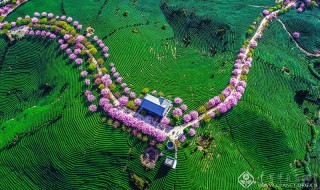 康荣彬-福建-茶山的“项链”