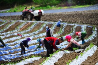 李树起-黑龙江--地膜栽培