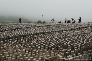 马学彦-吉林-希望的田野