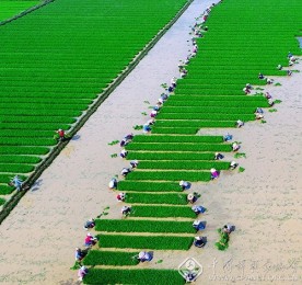 彭镇强-广东-春来育禾忙