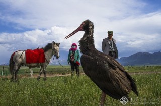 沈雁军-甘肃--和谐共处-