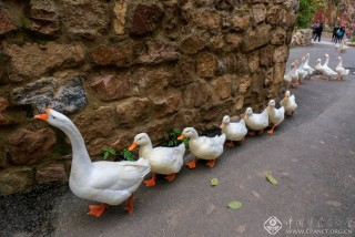 石慧卿-陕西--跟我走