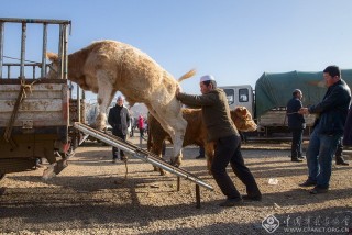 宋兆耀-山东--畜禽市场