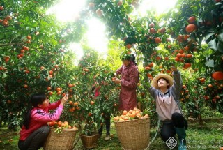 王明福-广西-硕果累累