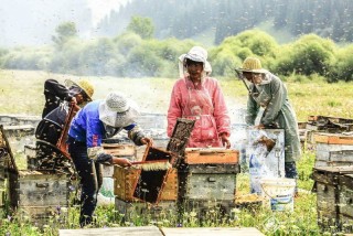 张健-新疆--甜蜜工作