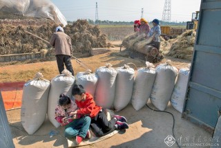 张伟-河南--好年景