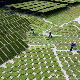 陈赞铃-福建-晒茶青
