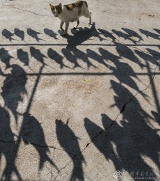 冯小文-广东-独闯鱼阵