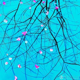 黄明钊-广西-落红