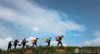 龙涛-广西-收获季节
