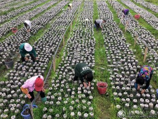 彭琴-江西-《摘木耳》