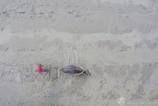 江西-彭志强-农忙正当时1