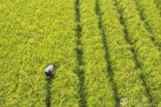 江西-彭志强--农忙正当时5