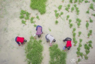 江西-彭志强--农忙正当时3