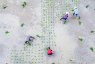 江西-彭志强--农忙正当时4